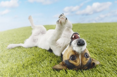 犬シャンプー 皮膚が弱い 敏感肌 に 安心安全 成分 評判と口コミ